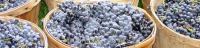 Promoting the Ontario Grape Growing Industry