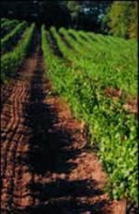 grape_growers_1.jpg