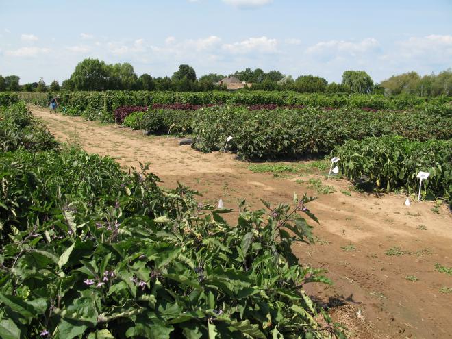 commercialization-world-crops-ontarios-greenbelt.jpg