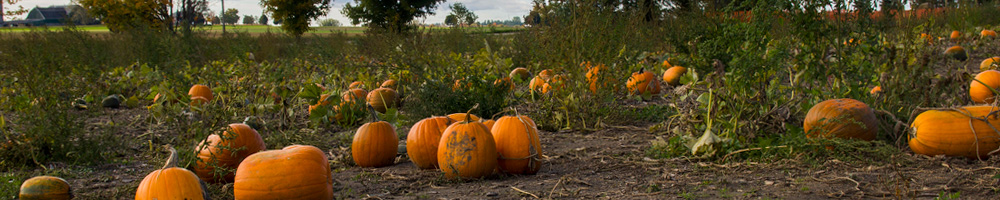 Ag-Week-Blog---Pumpkins.jpg