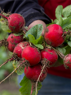 Ag-Week-Blog---Radishes.jpg