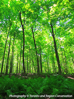 Ag-Week-Blog---Glen-Major-Forest.jpg