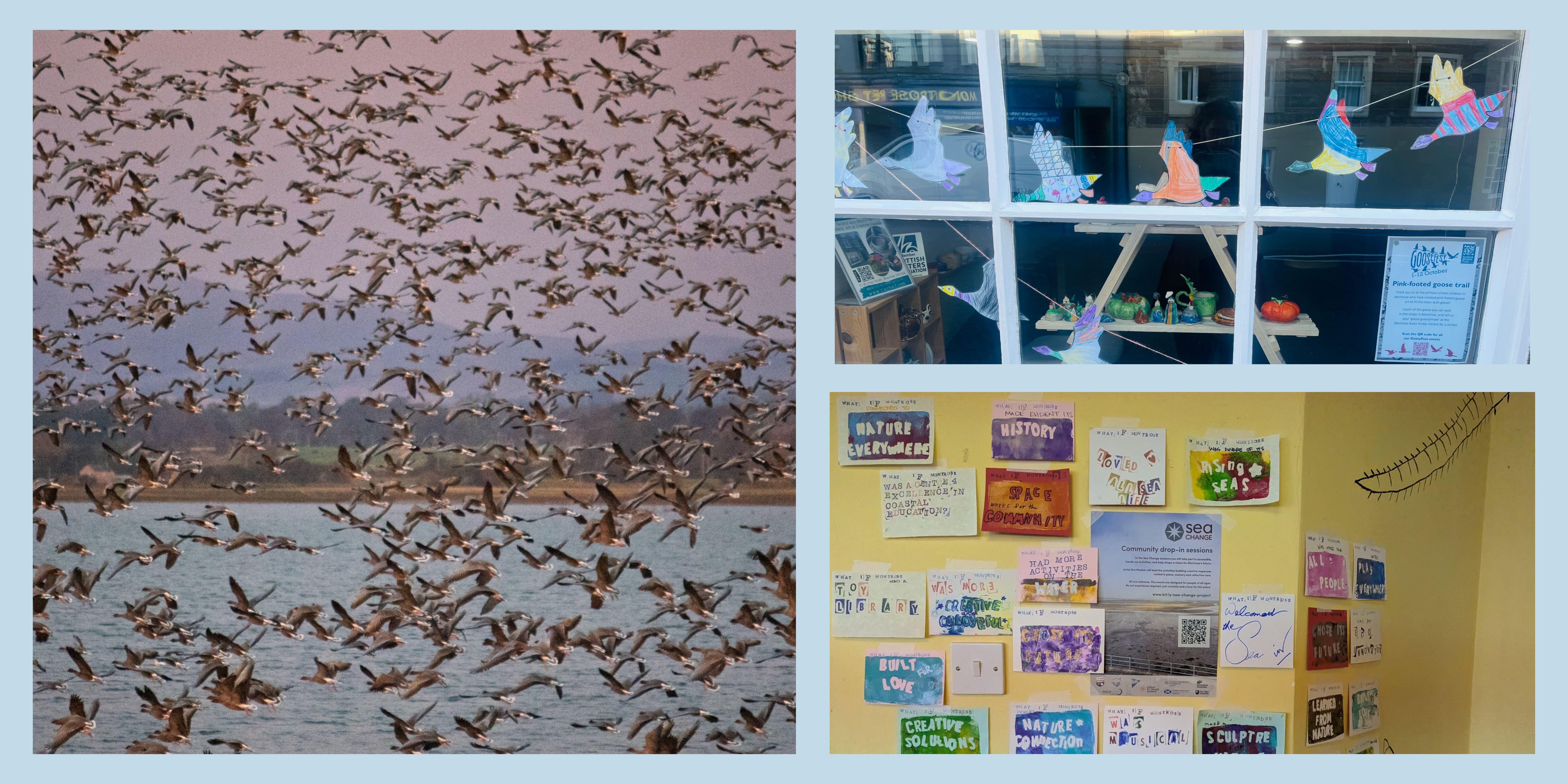 A collage of three photos, one showing a flock of geese flying over a lake, one showing paper geese hanging in a shop window, and one showing drawings pinned to a yellow wall.