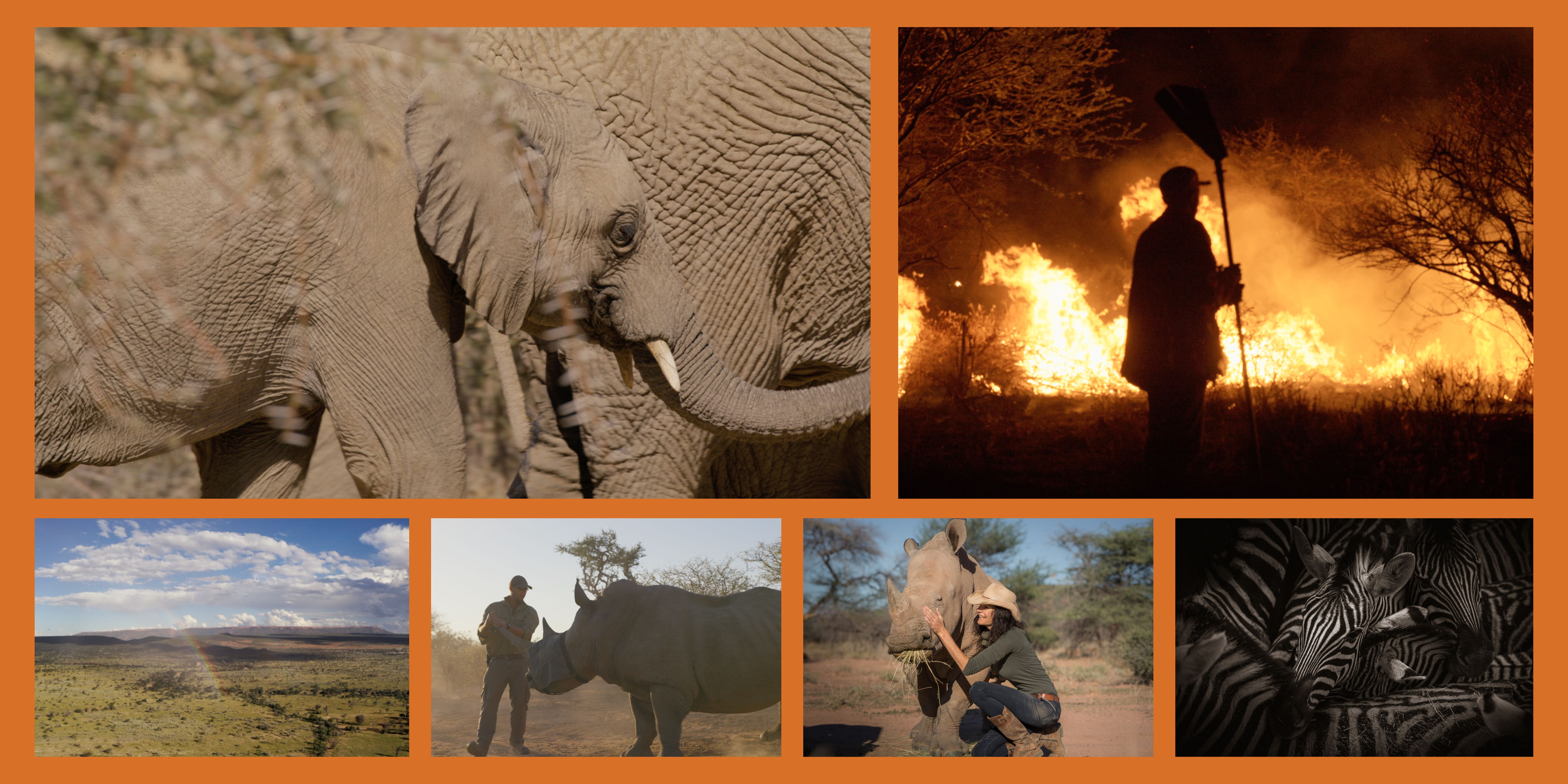Collage of photos of elephants, rhinos and the bush in Namibia.