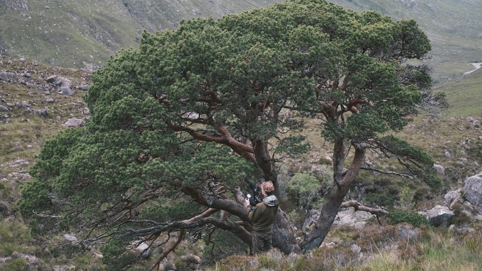 The Pine Hunters