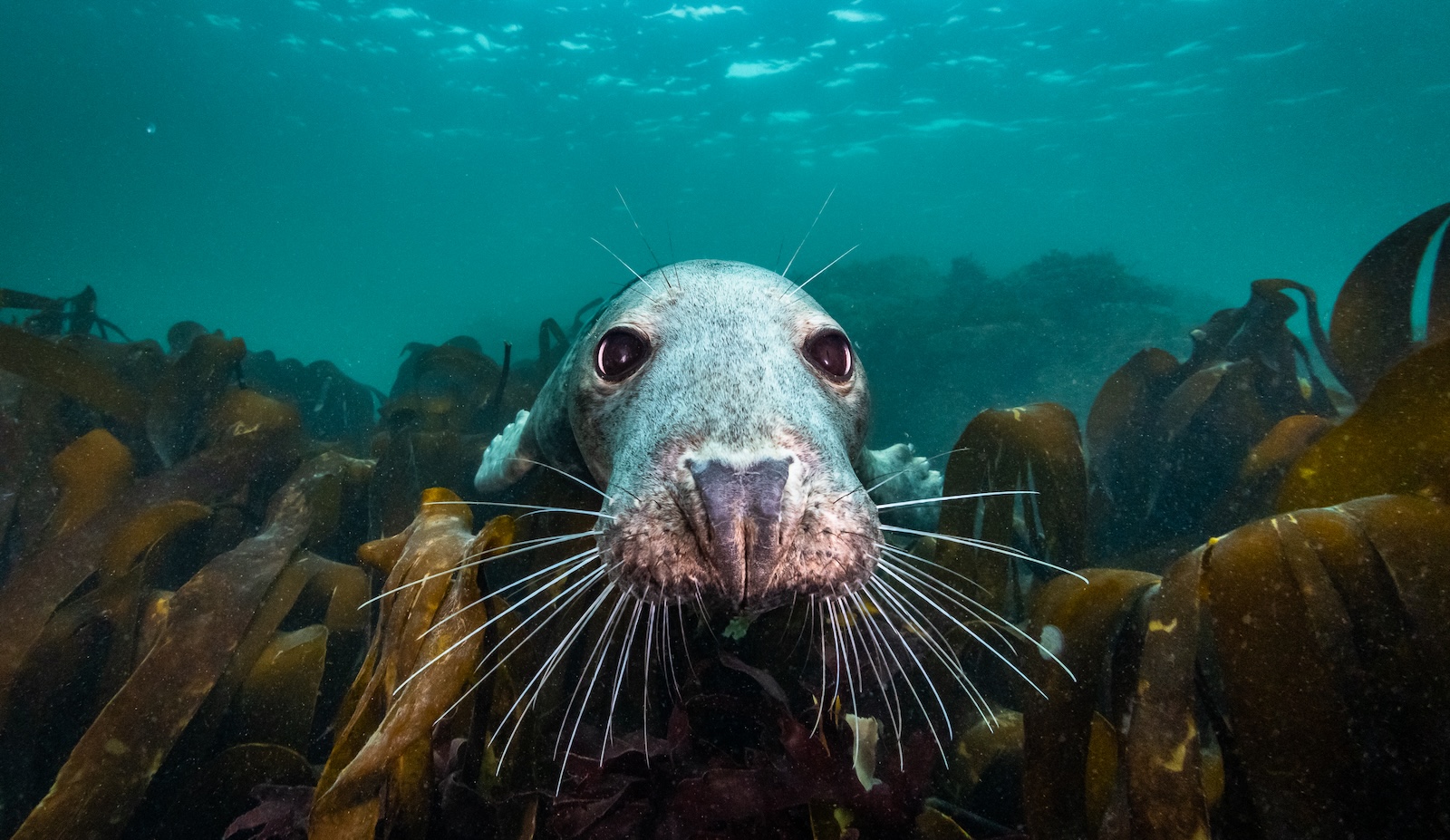 North Sea Nature Untamed