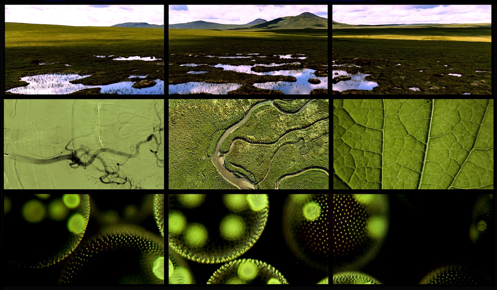 When Fish Begin to Crawl