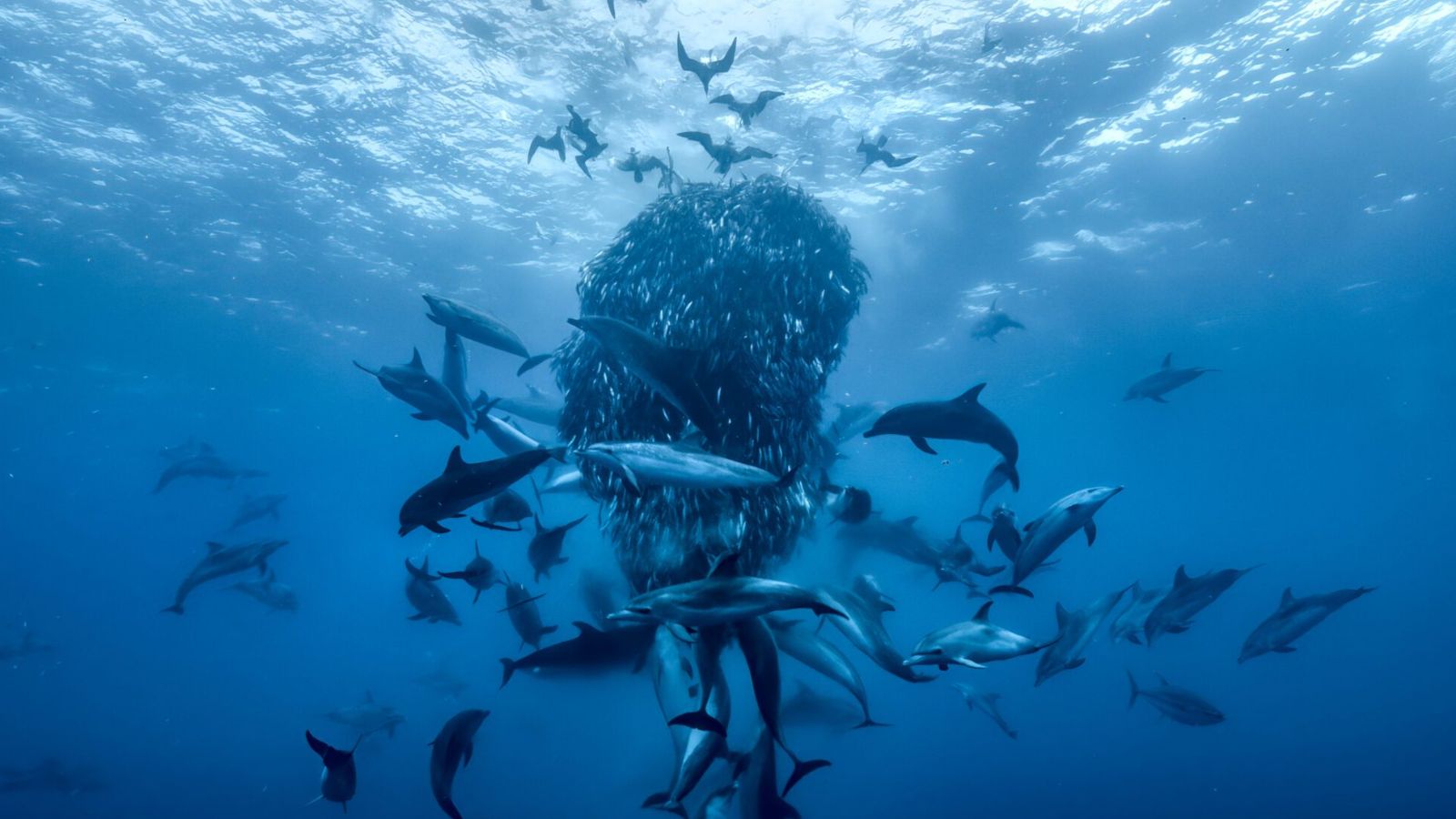 ocean2026