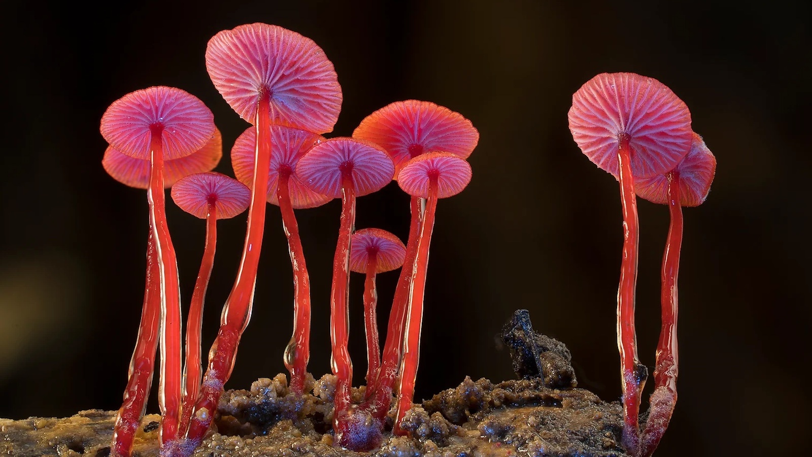 LandxSea presents: Fungi—The Web of Life on 23rd August