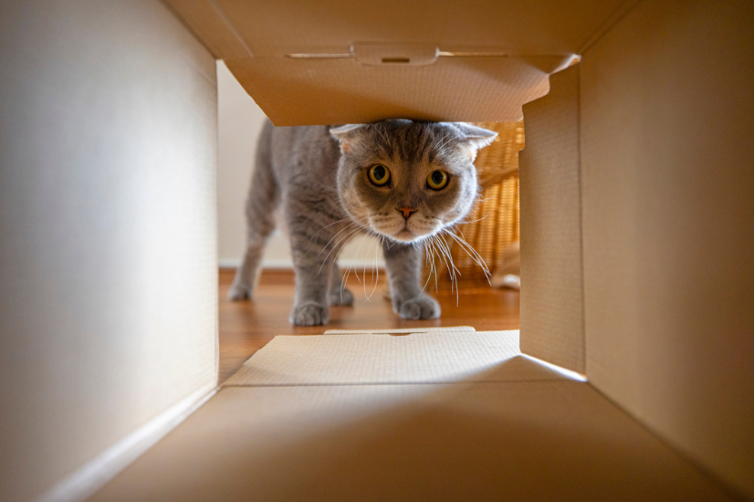 Europees Parlement zet belangrijke stap tegen illegale handel in katten en honden