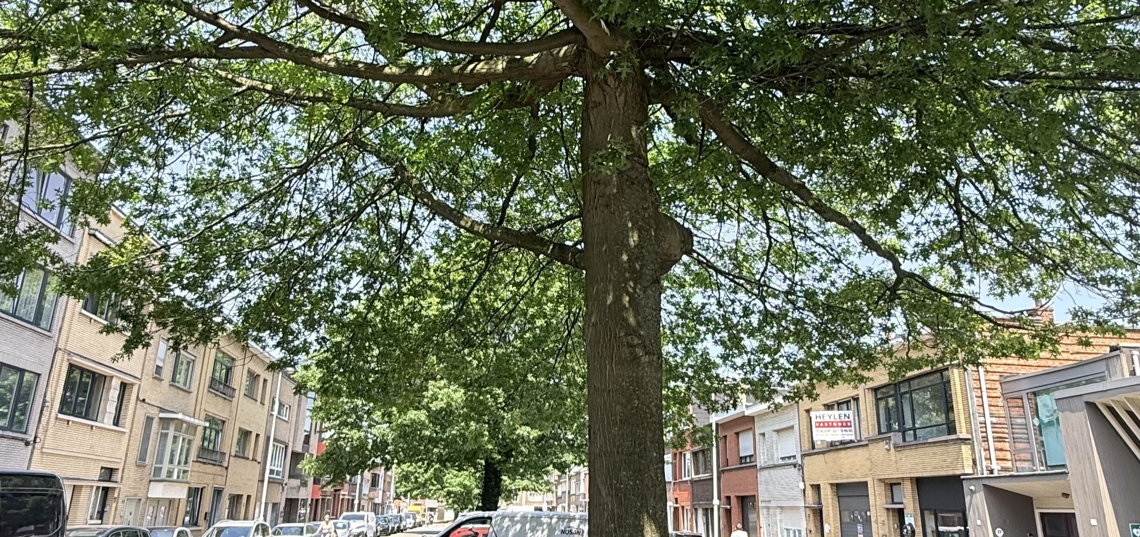 Twee grote eiken blijven dankzij Groen