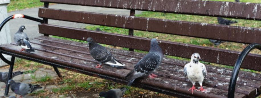 Gent houdt duivenpopulatie onder controle: diervriendelijk en doordacht 