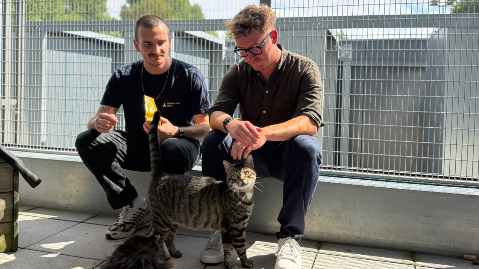 Dierenasiel nieuwe partner voor Gents zwerfkattenbeleid