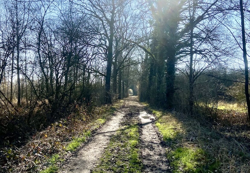 Hasseltse natuur en lokale groepen buitenspel bij plannen voor Herkenrodebossen 