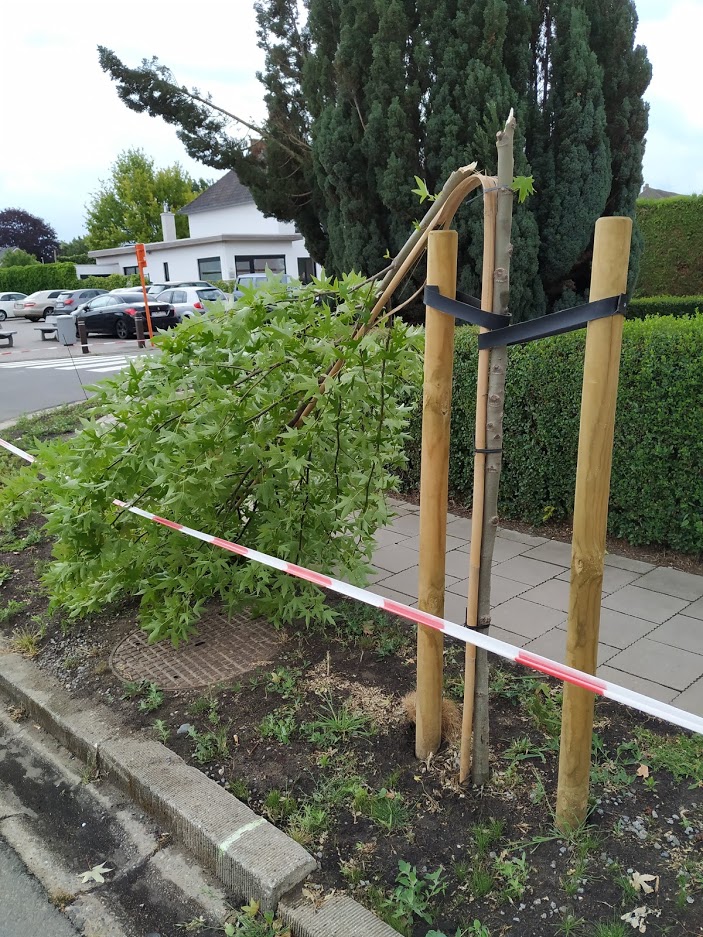 Sint-Truiden laat pas aangeplante bomen omwaaien