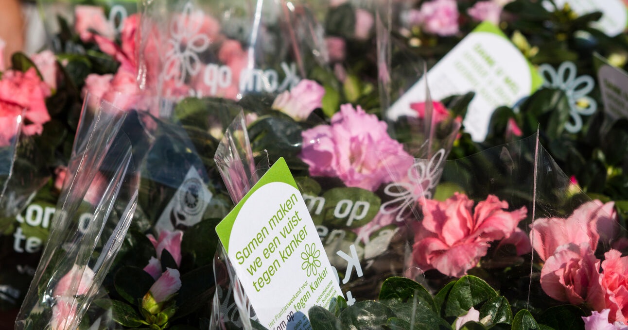 Azalea’s kleuren de stad dit weekend