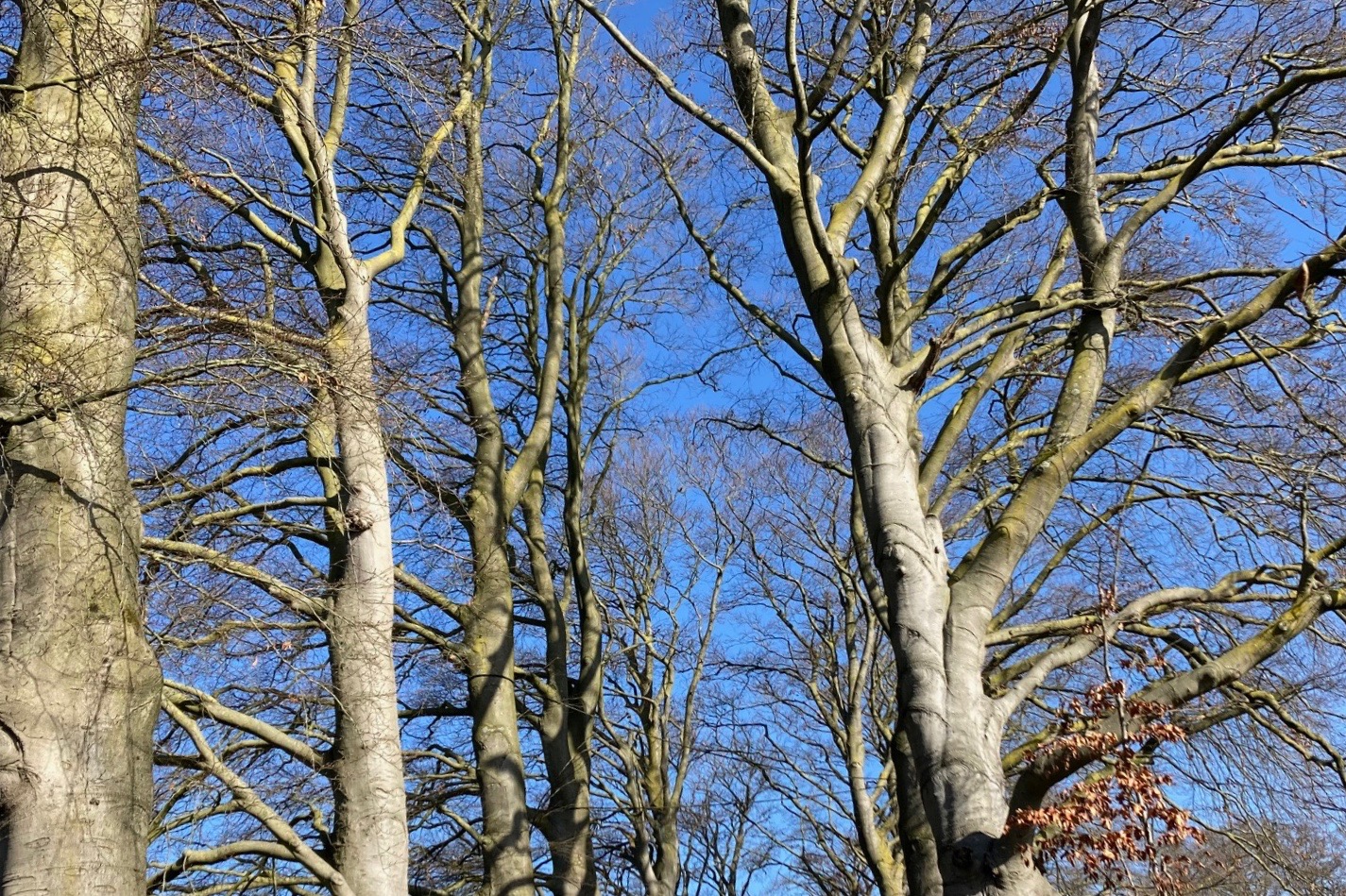 Bewoners bezorgd om de bomenkap in hun buurt