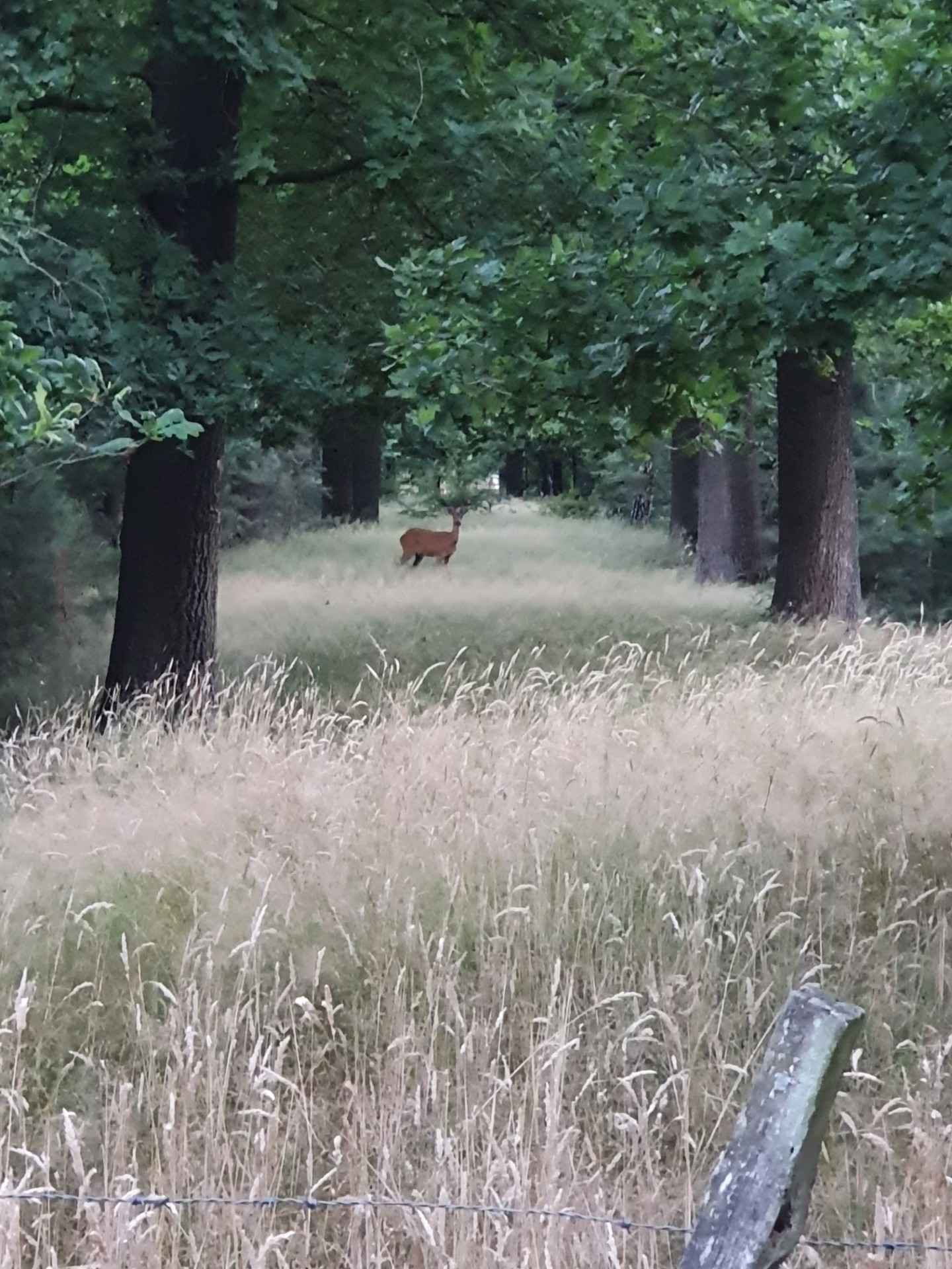 Groen vraagt duidelijk signaal gemeenteraad tegen kazerne in Drongengoed