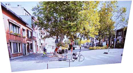 De bomen van de boekenberg