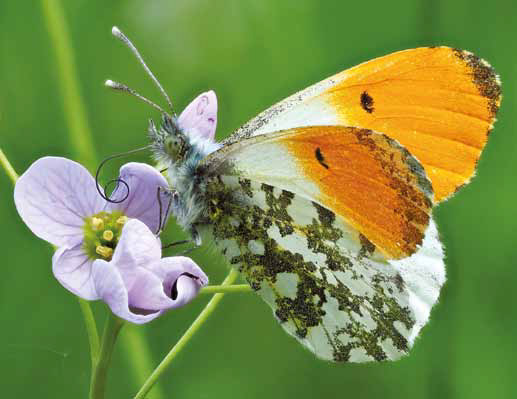 Alles van waarde is weerloos, meer dan ooit