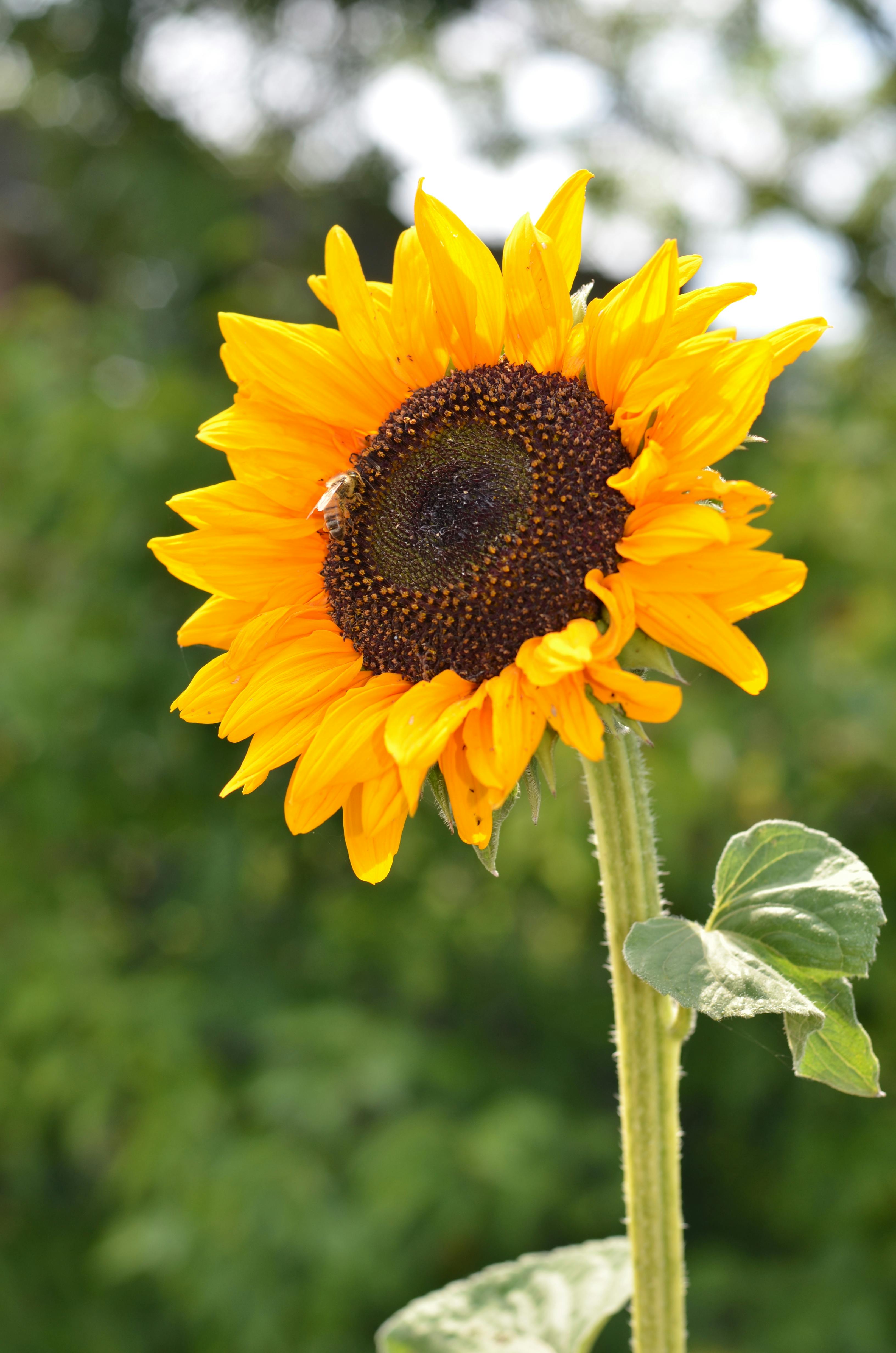 Zonnebloemzaadjes