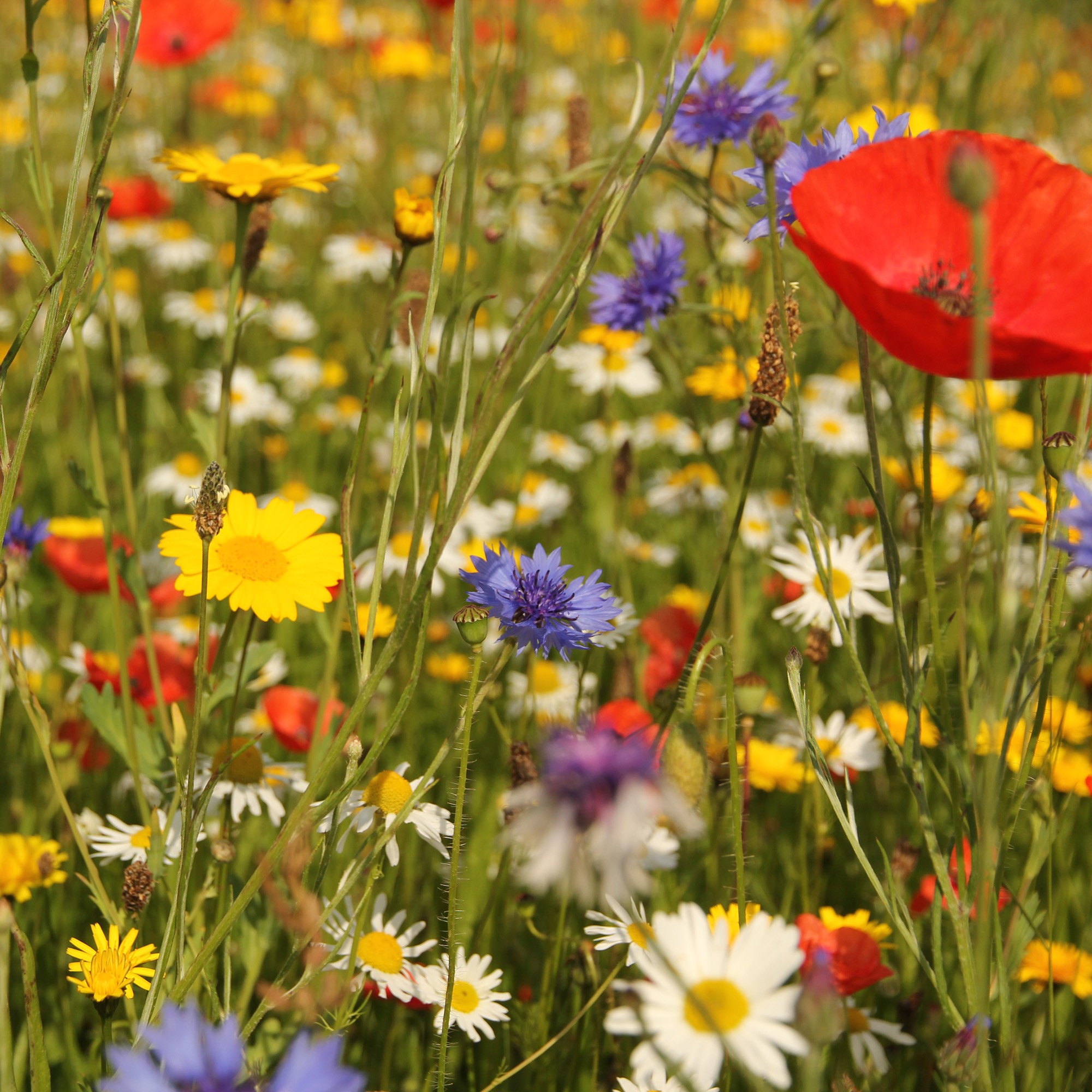 Bestel bloemenzaadjes!