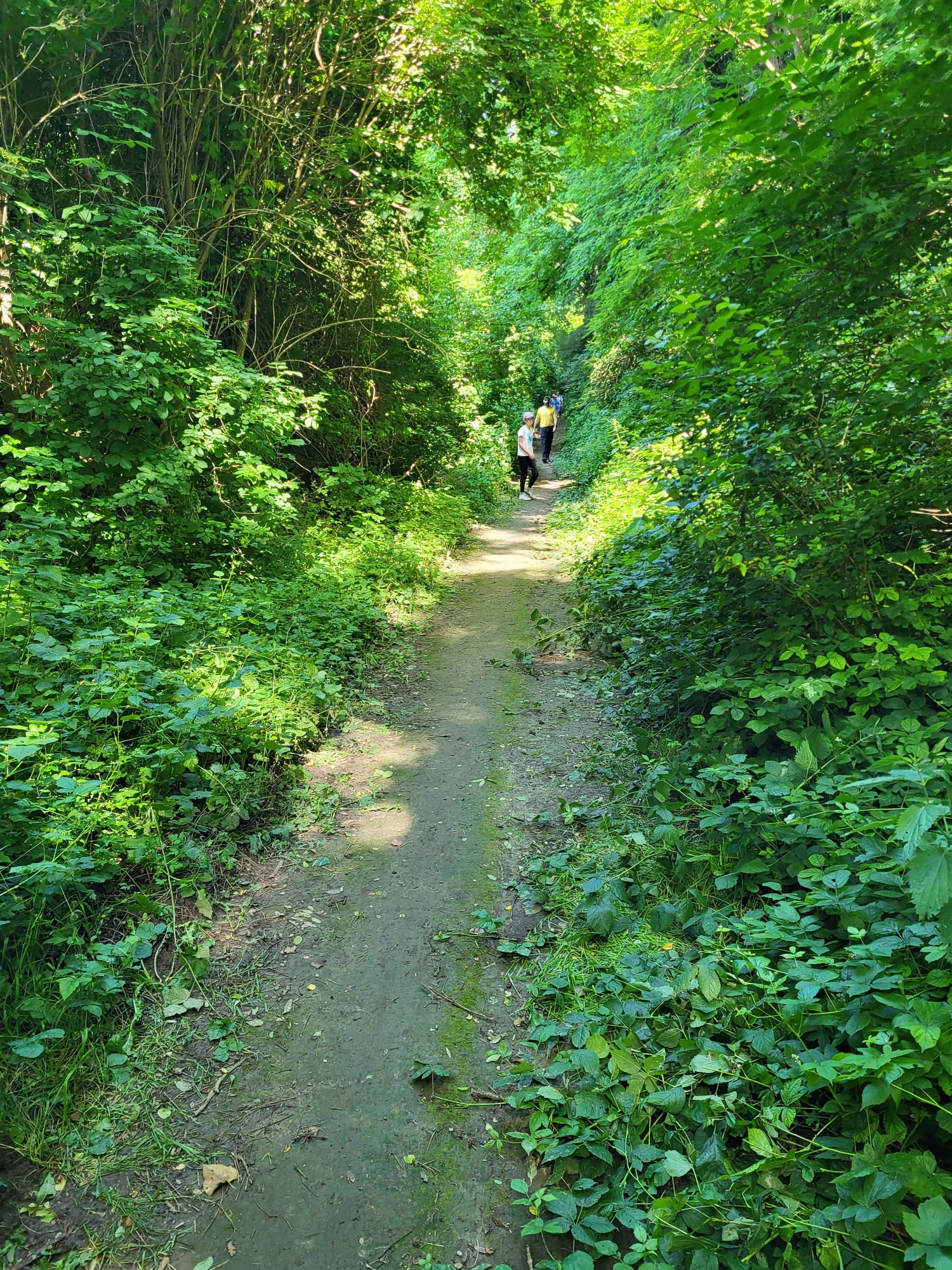 holle_weg.jpg