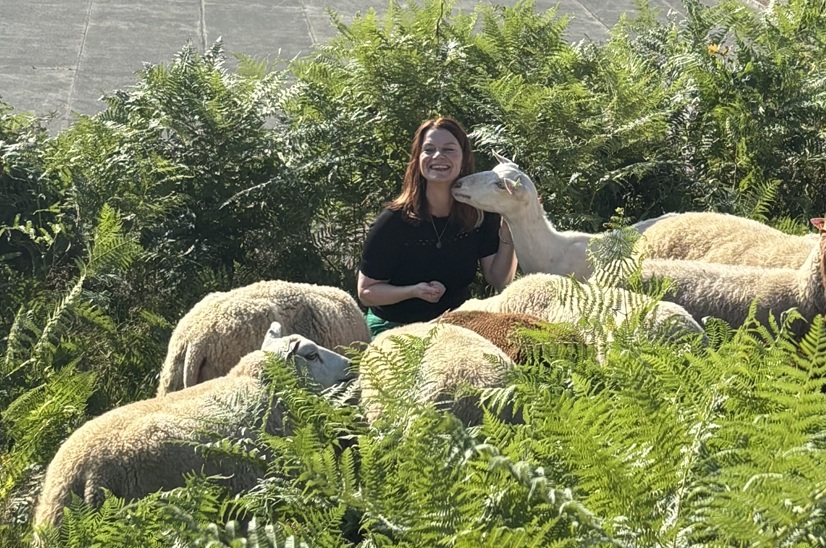 Begrazing op de Citadel