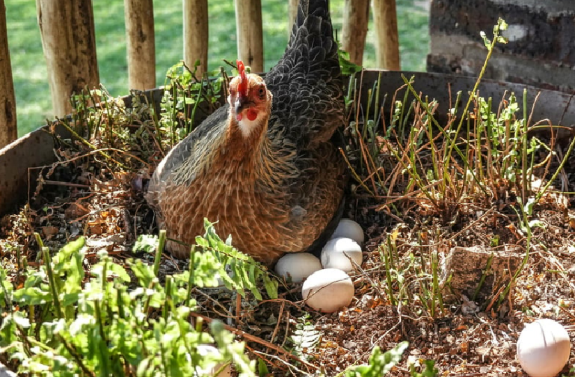 De kip of het ei? Autodelen  in Waregem
