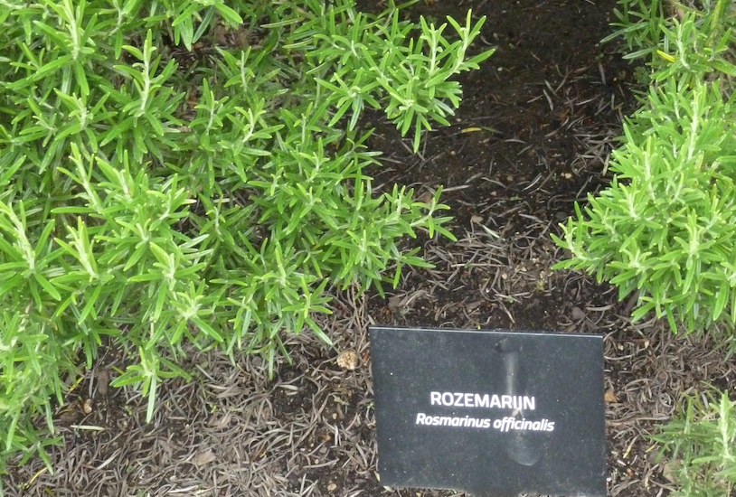 Voedselbos versus PFAS-vervuiling nabij  Stadsrandbos?