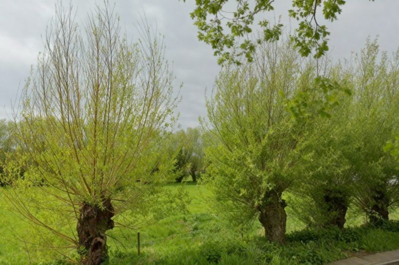 Groen verzet zich tegen parkingplannen op Altebij-weides: “Behoud dit stuk natuur in Sint-Kruis”
