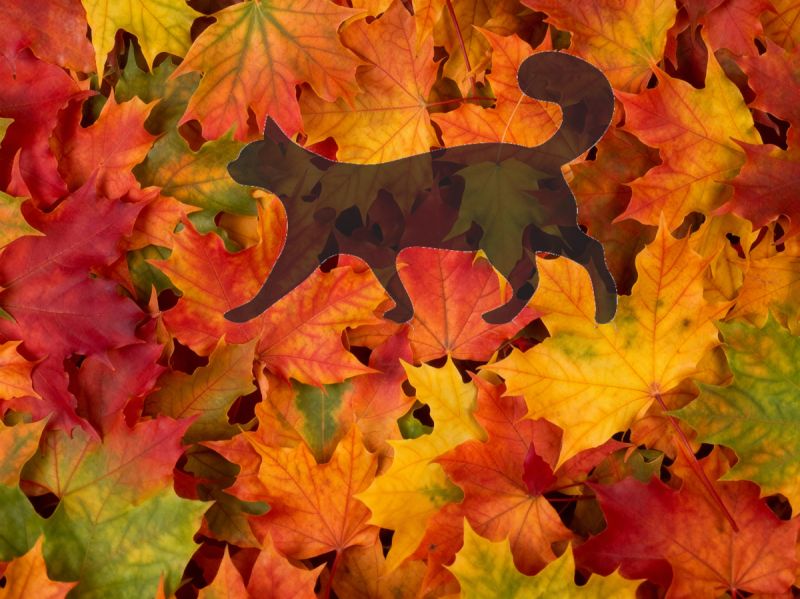 Groen Brugge stelt oprichting voor van eerste dierenbegraafplaats in Vlaanderen