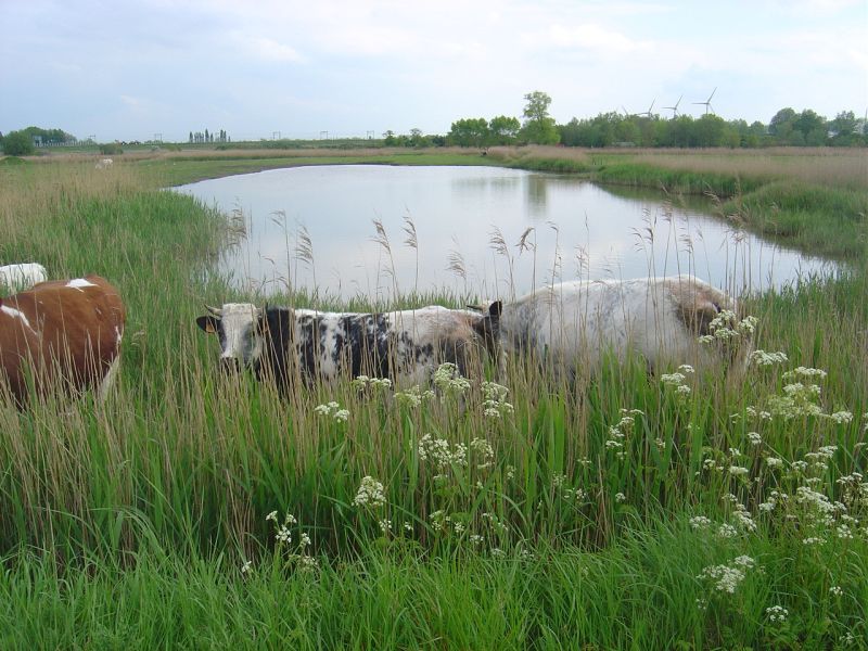 Groen vraagt bescherming Dudzeelse Polder: “Maak van mooie woorden echte keuzes”