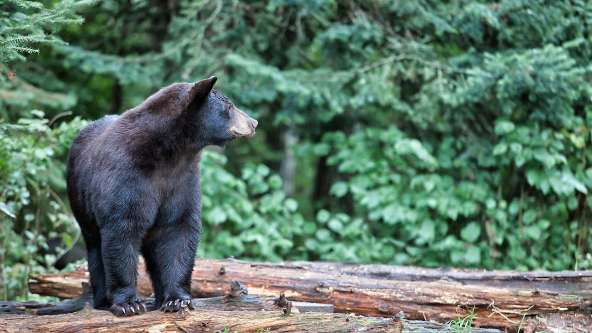 comment-to-wdfw-to-bring-back-spring-bear-howl-for-wildlife