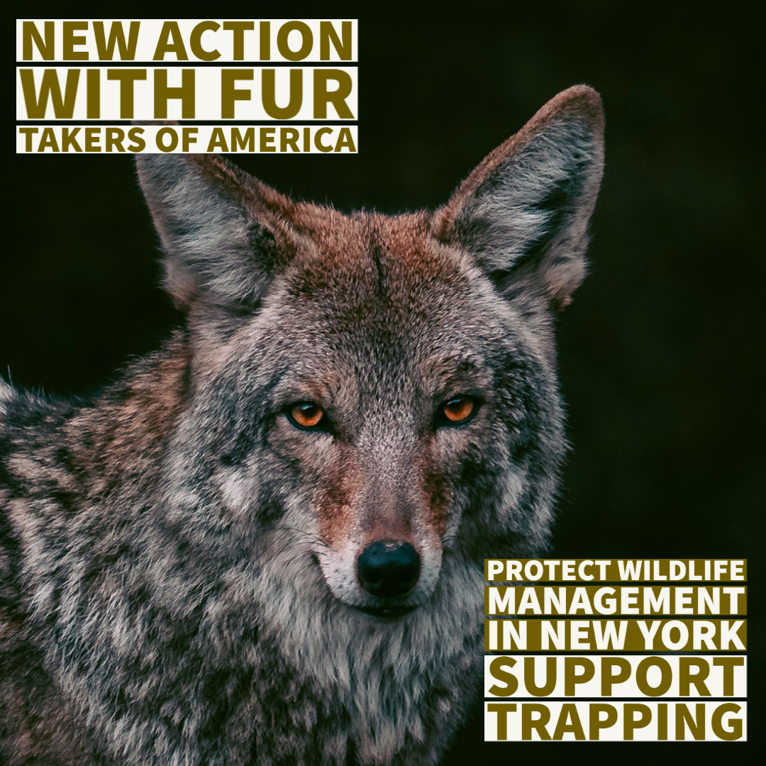 NY Trapping Ban - Howl For Wildlife
