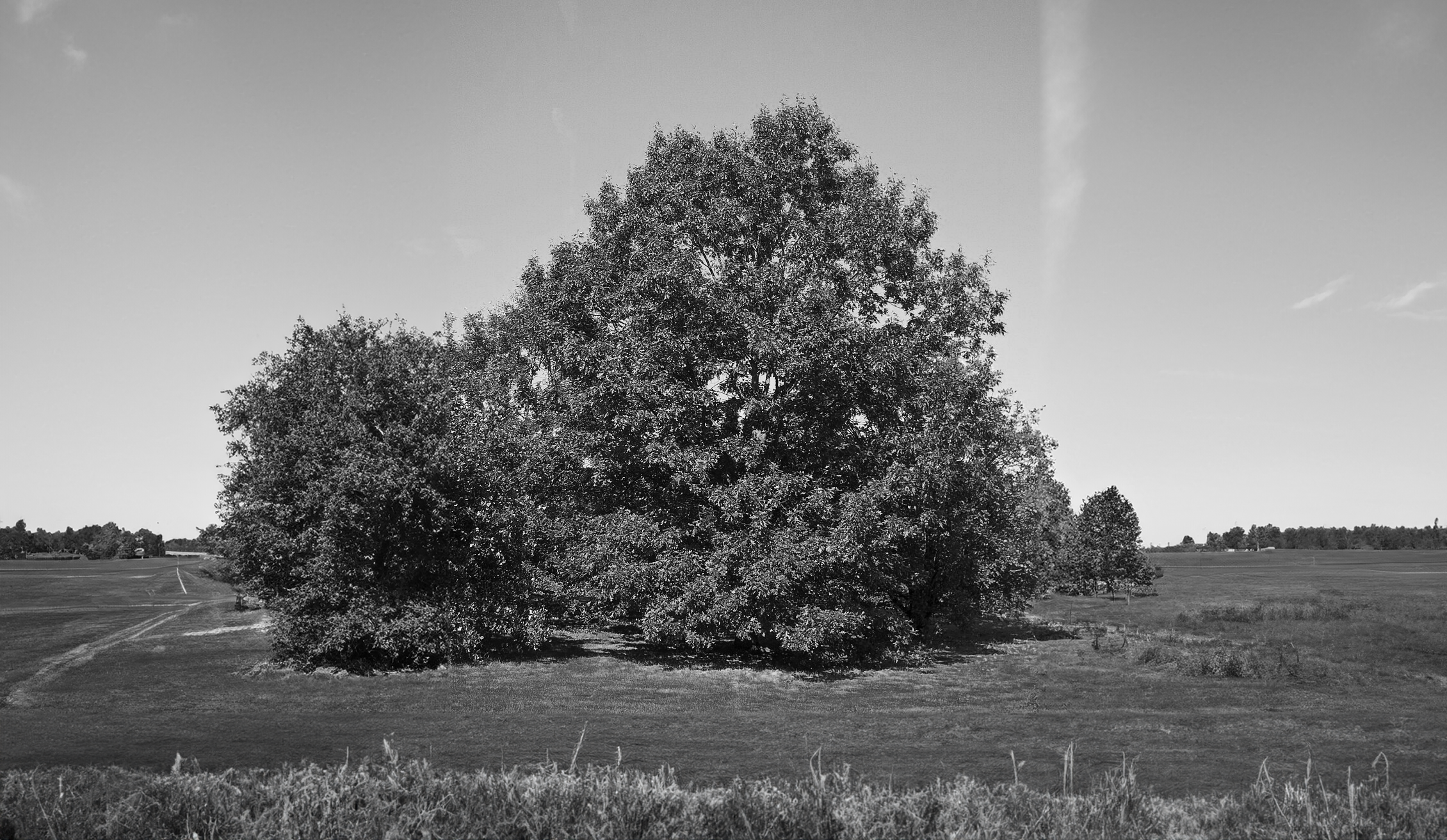 Black Oak Strategy