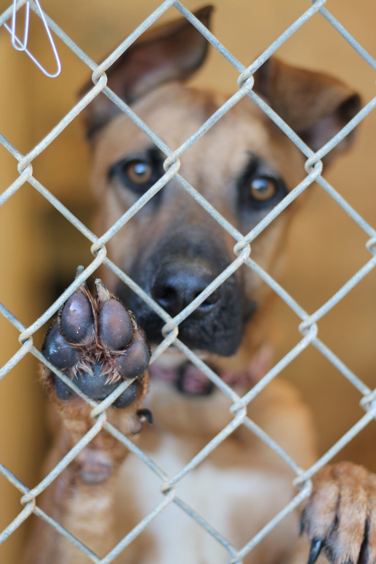 kennel.cutie.jpg