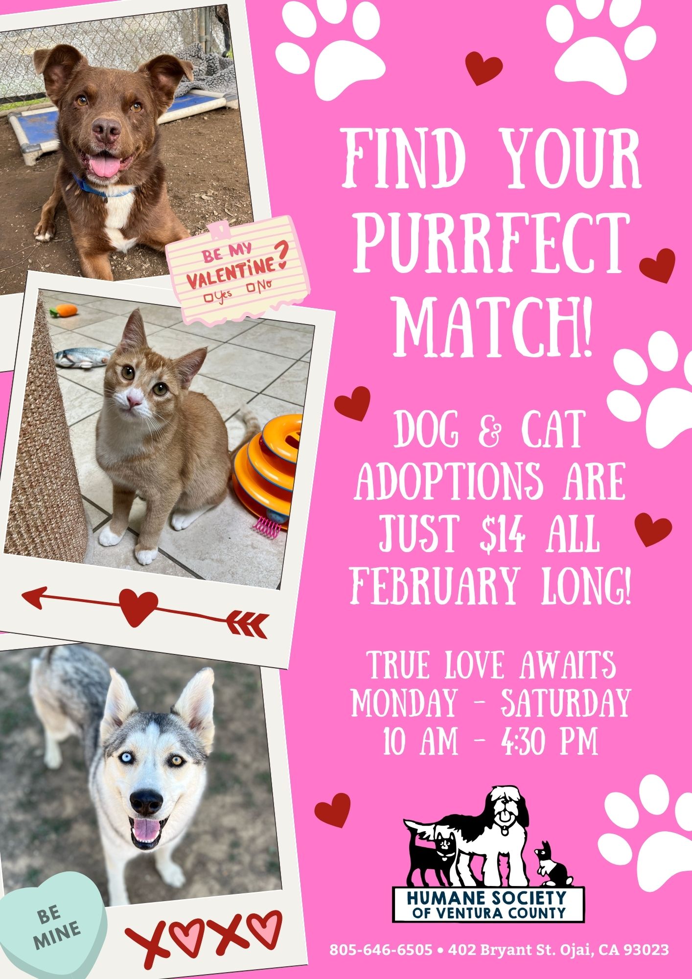 The Pet Whisperers Guide To Craigslist San Diego Find Your Purrfect Match - 59d6dlg