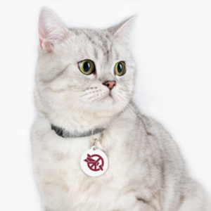 Cat wearing an ICAN logo tag