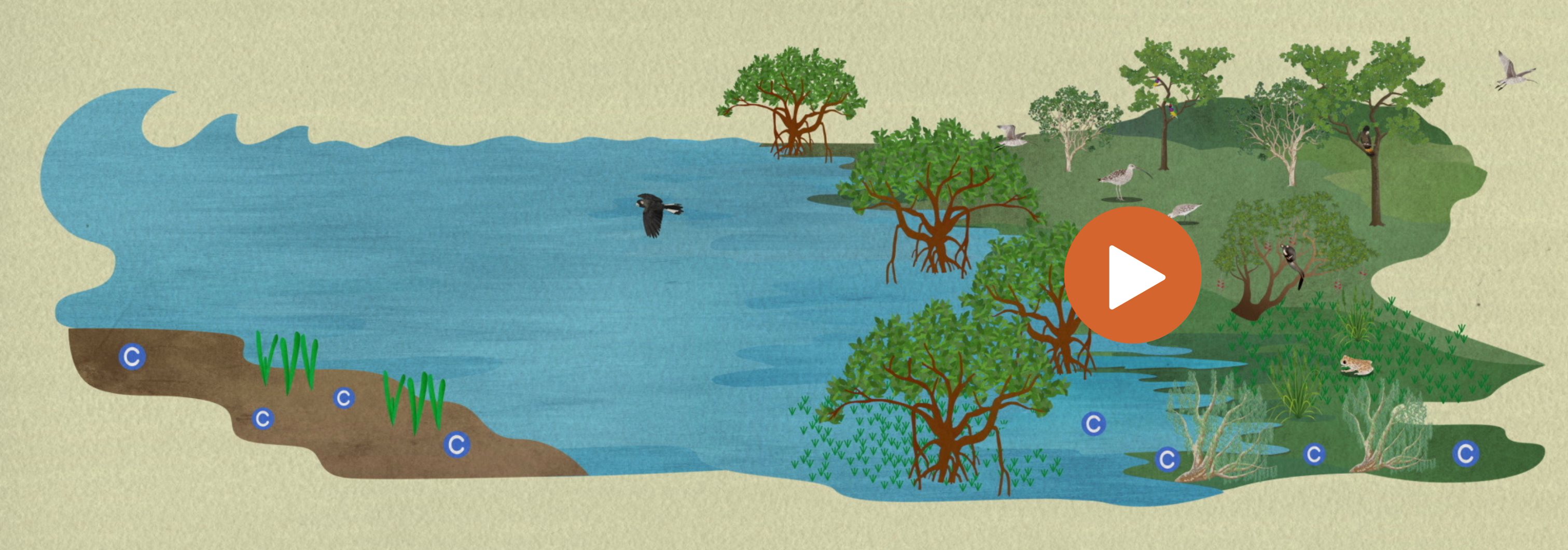 Blue Carbon | Working together to stay informed about blue carbon