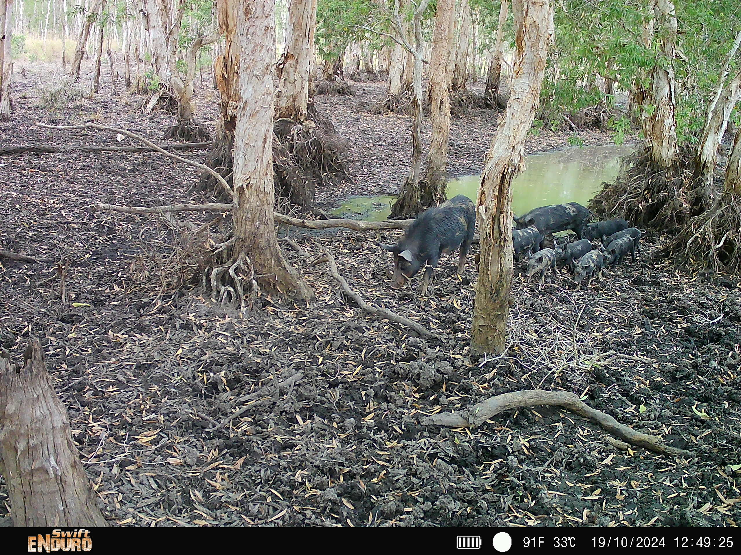 Blue carbon was discussed in the session, see here damage by pigs, photo supplied by Yinimala Gumana from Laynhapuy 