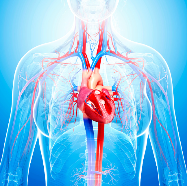 A Race Against Time: Collaborative Emergency and CTVS-Led Endovascular Repair in Traumatic Aortic Transection with Polytrauma