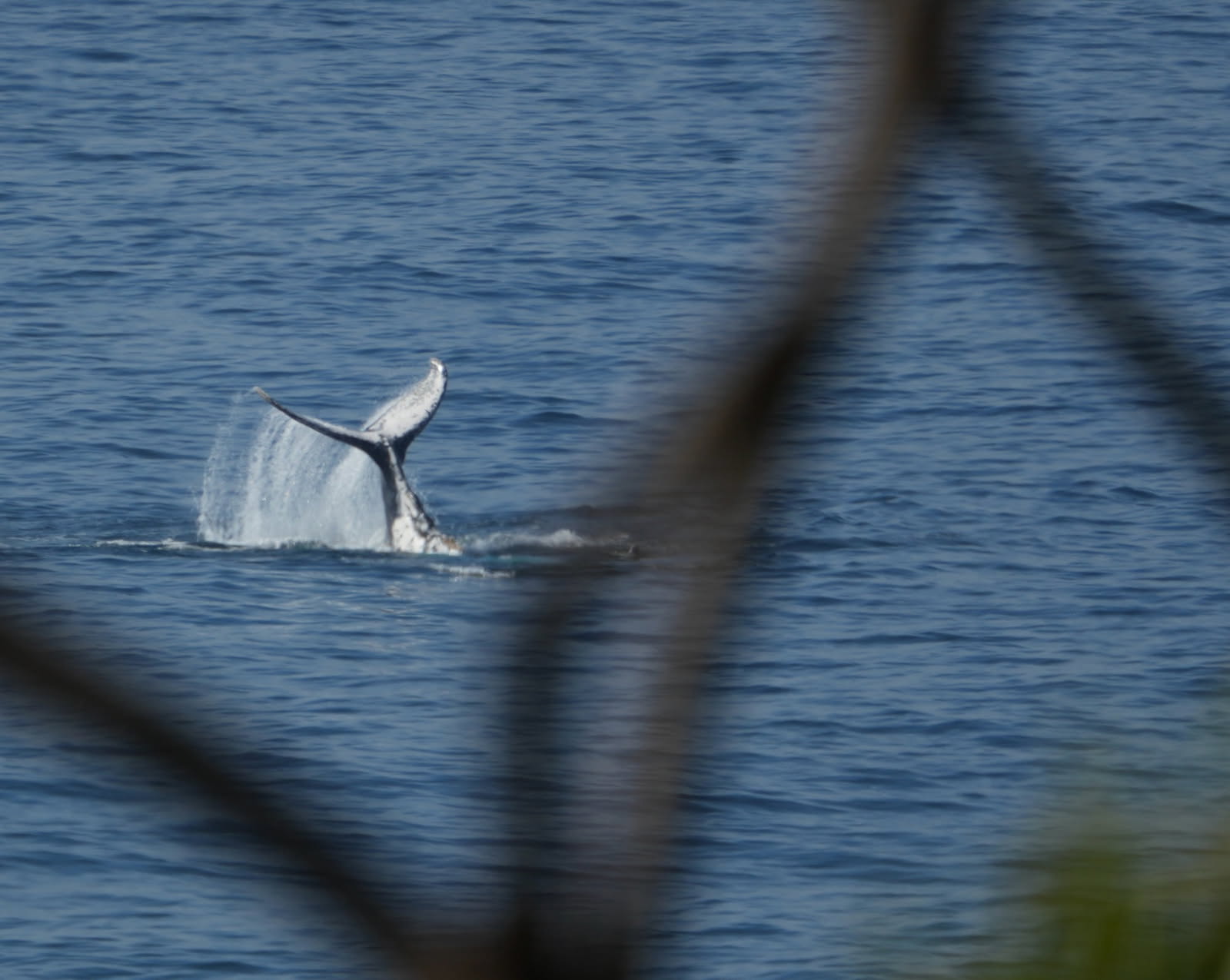 A whale frolics at Stanwell Park Beach. Photo by Clive Collins