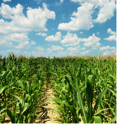 About Us - Indiana Freedom Caucus