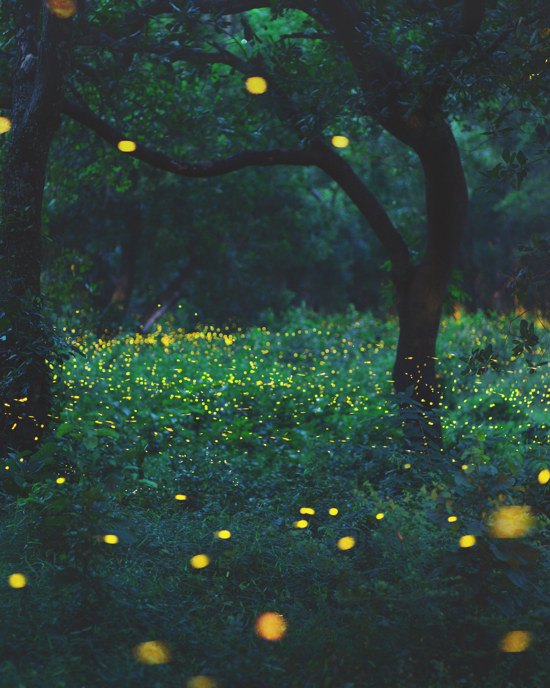 fireflies 