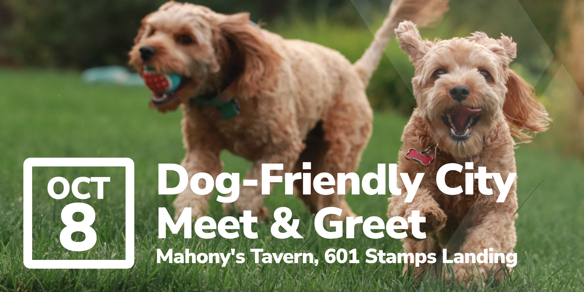 Dogs on Patios Meet & Greet at Mahony and Sons False Creek Forward