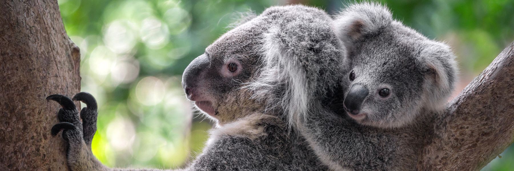 Queensland Koala Crusaders Joey Club | Future Wildlife Heroes Start Here
