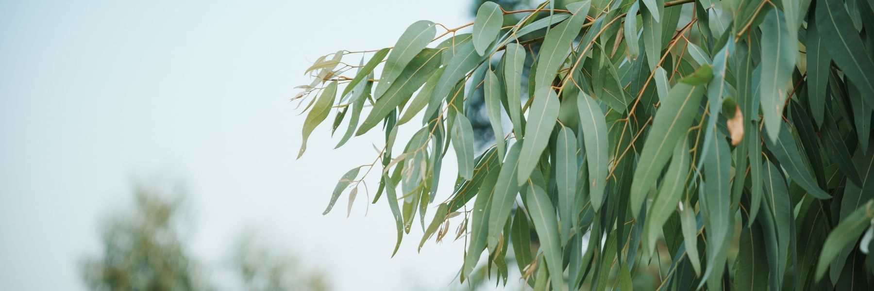 Create habitat, restore corridors and help koalas return to the wild