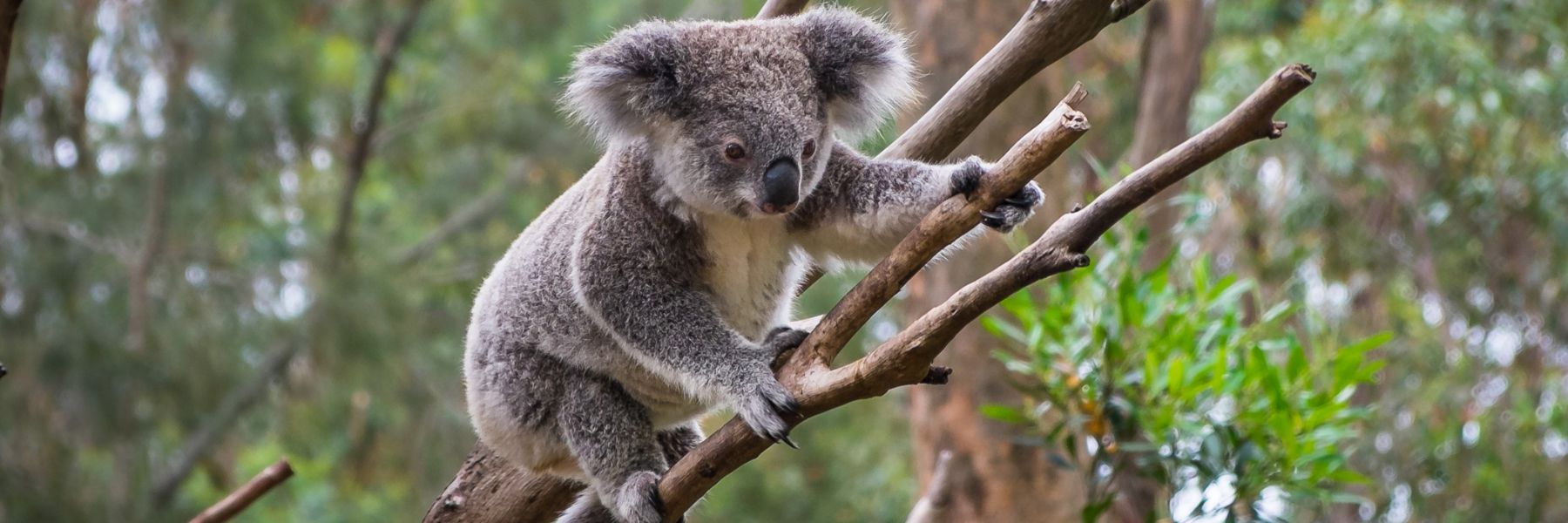 From the Treetops – Koala Newsletters