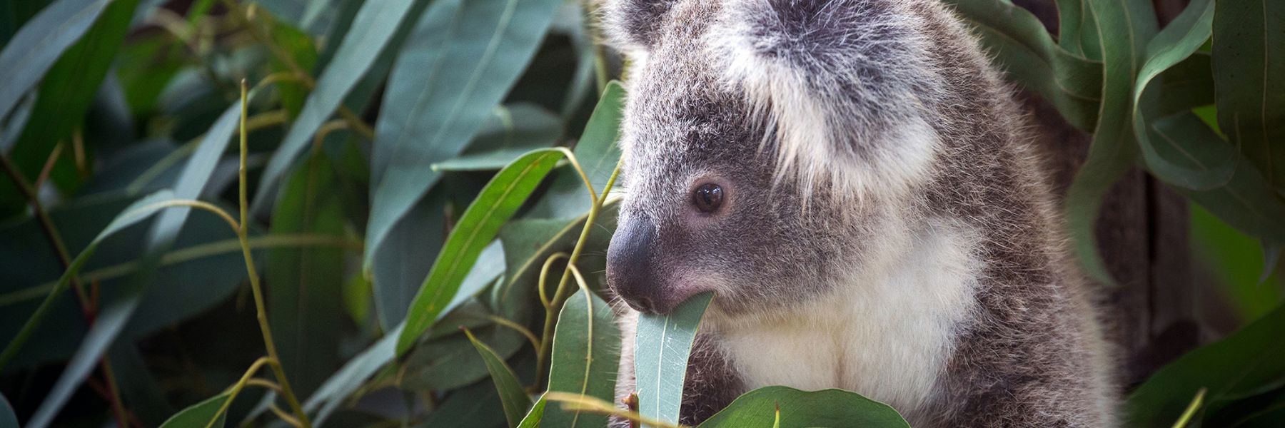 Koala Food Tree Info